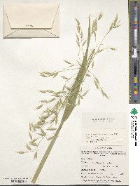 Avena sativa image