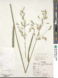 Avena sativa image