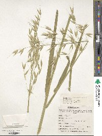 Avena sativa image