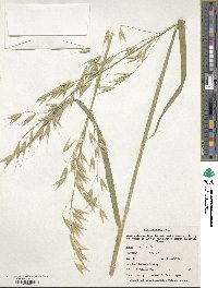 Avena sativa image