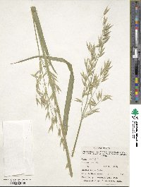 Avena sativa image