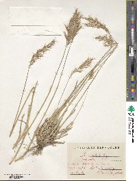 Helictochloa marginata image