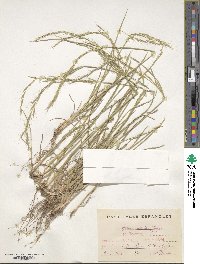 Helictochloa marginata image