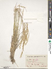 Helictochloa marginata image