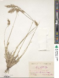 Helictochloa marginata image