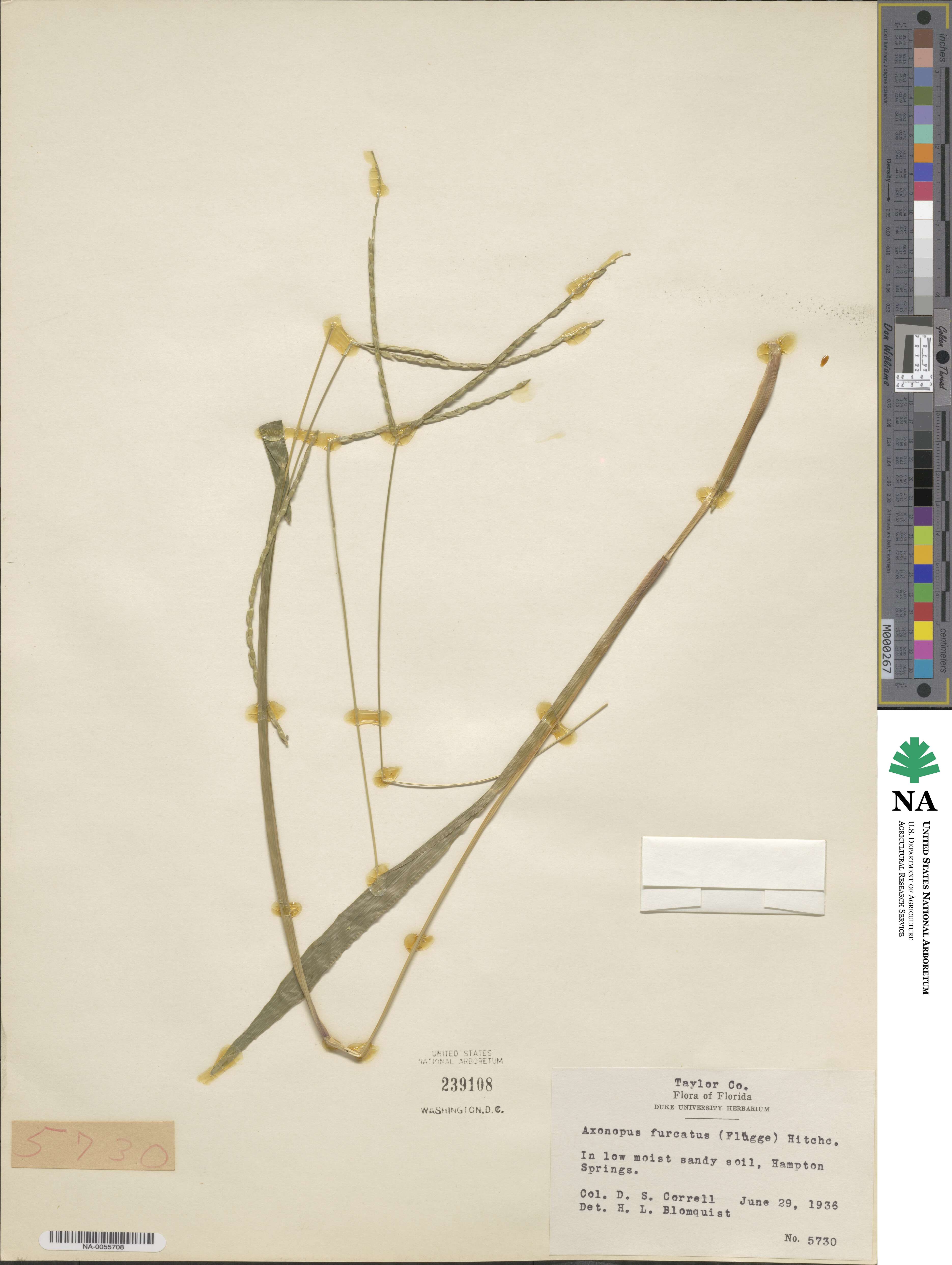 Axonopus furcatus image
