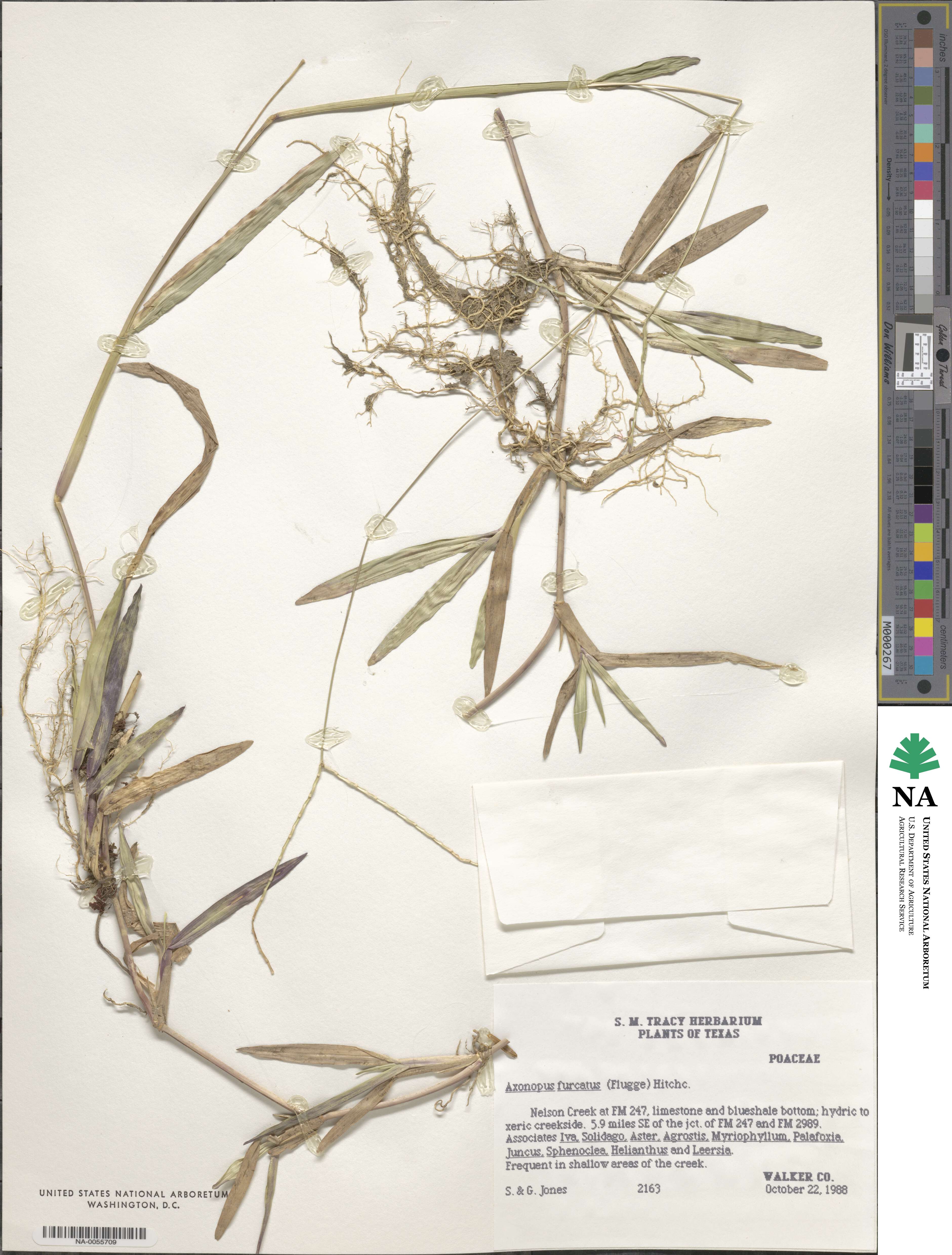 Axonopus furcatus image