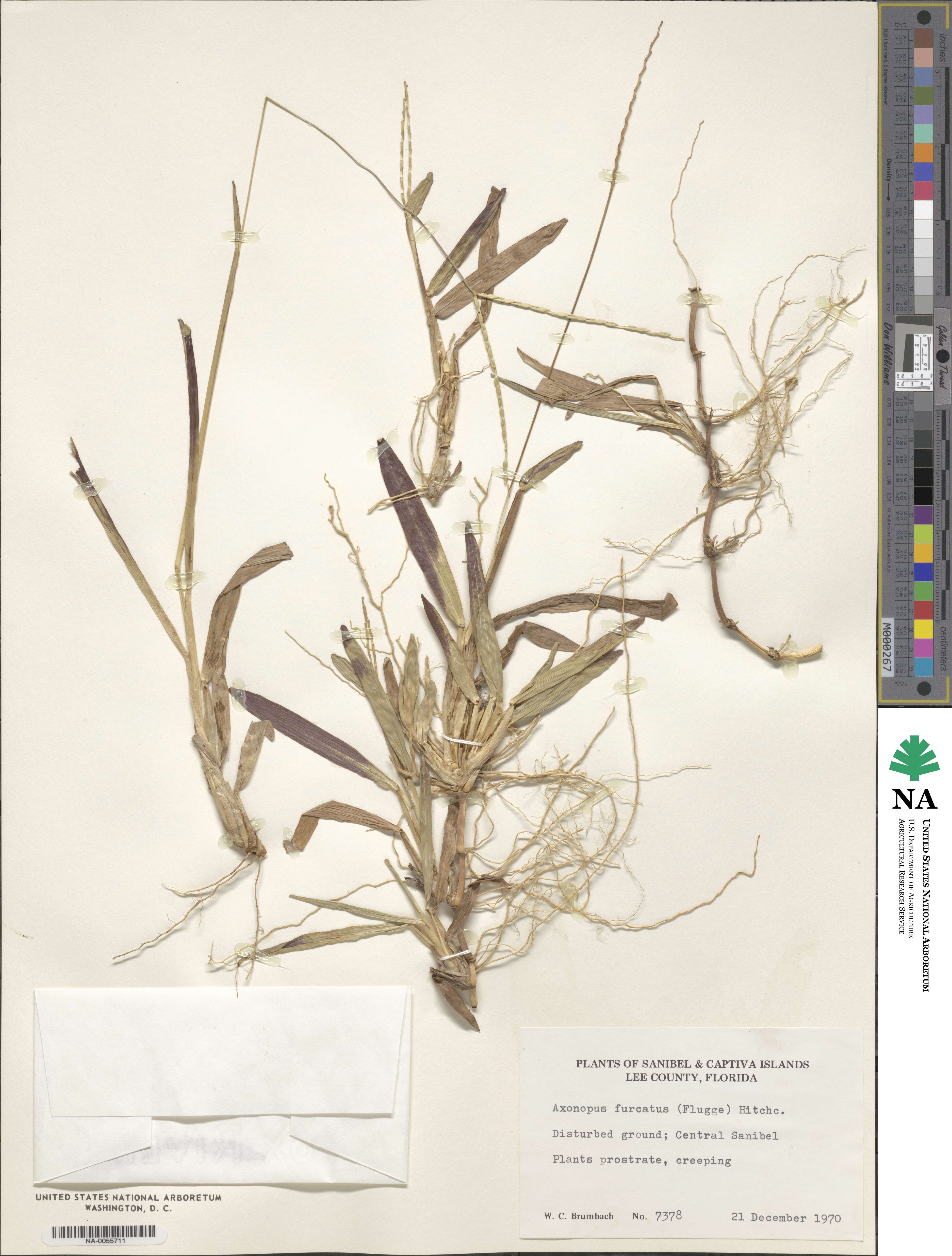 Axonopus furcatus image