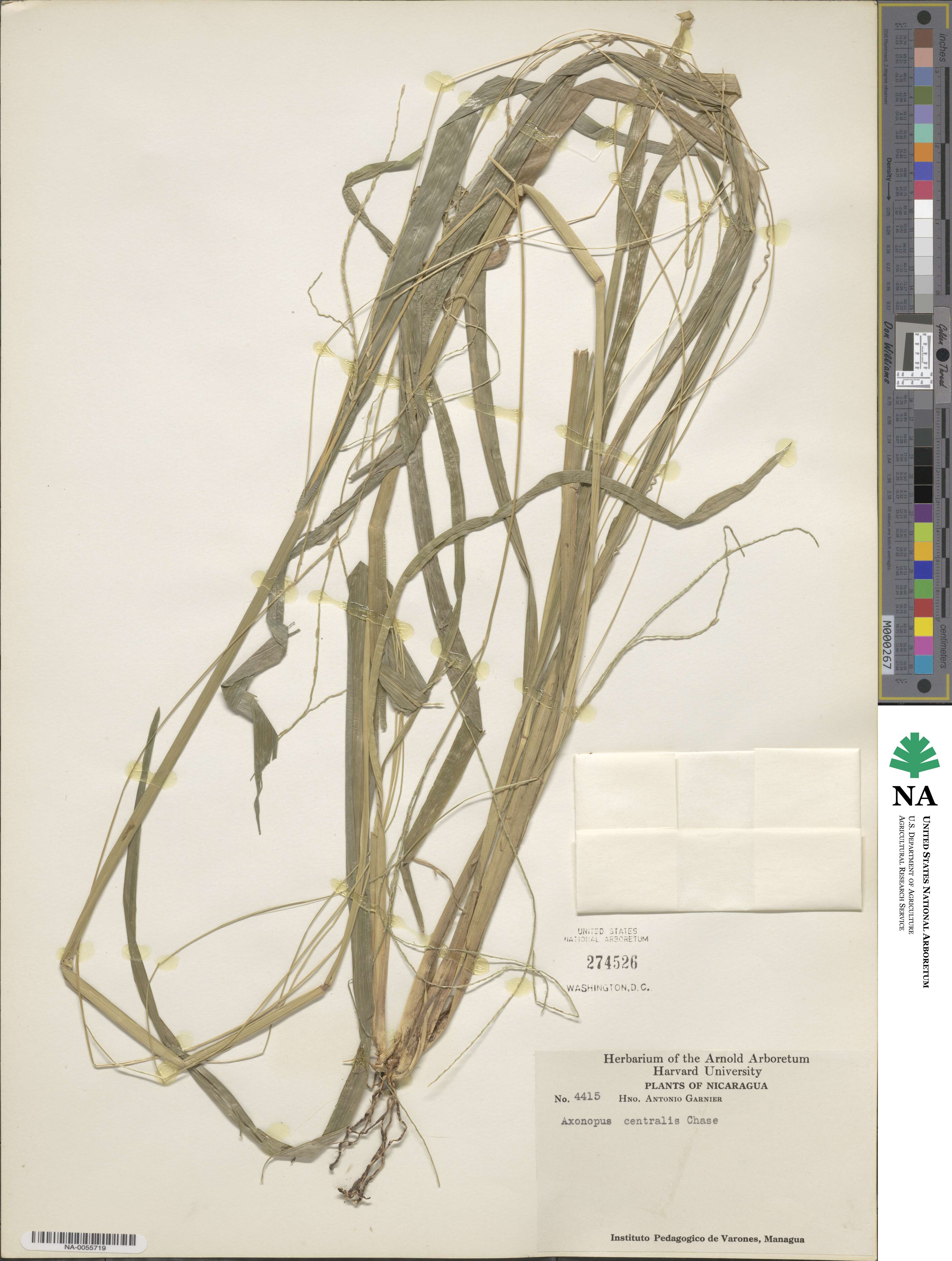 Axonopus centralis image