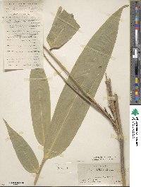 Indocalamus tessellatus image