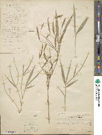 Bambusa tuldoides image