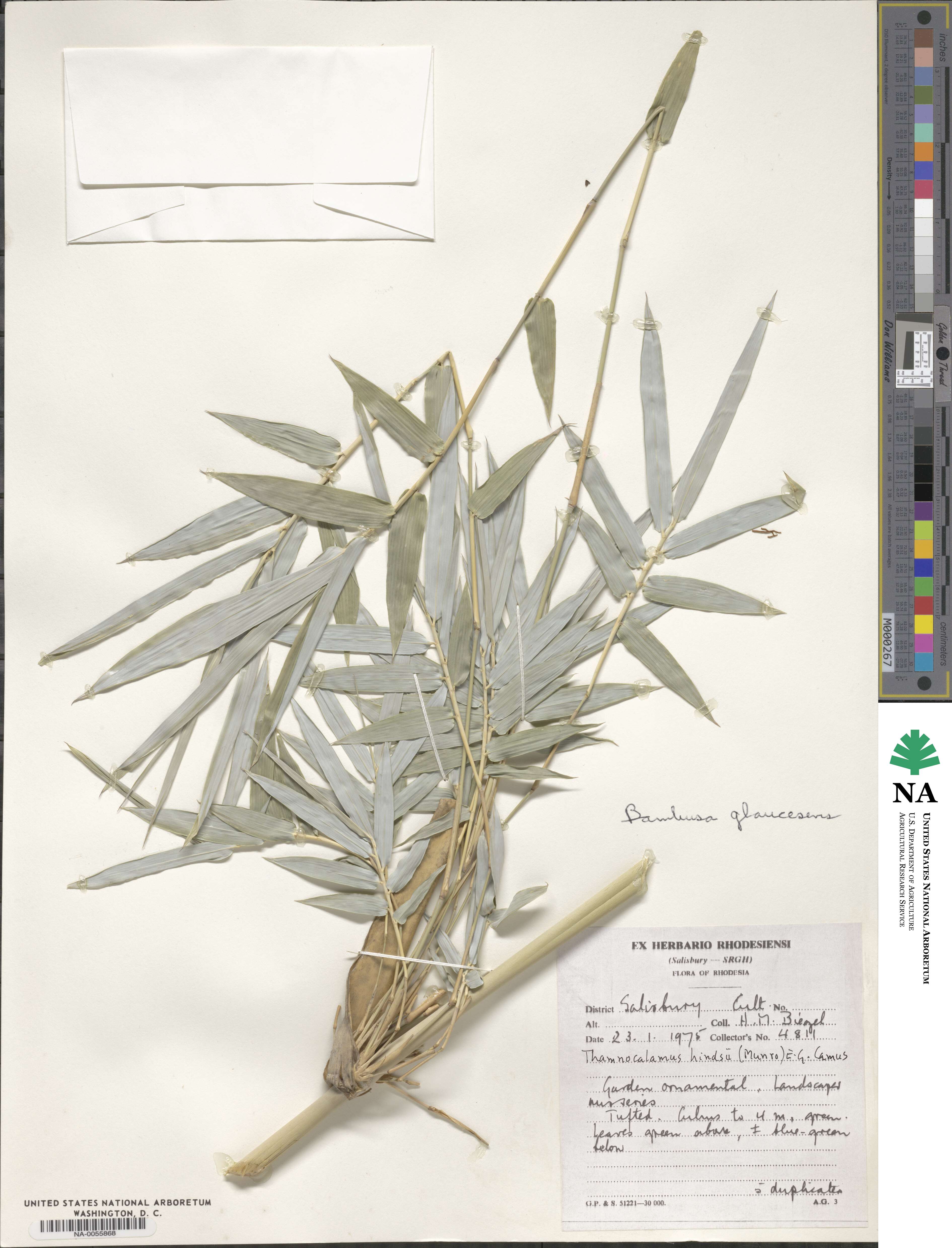 Bambusa multiplex image