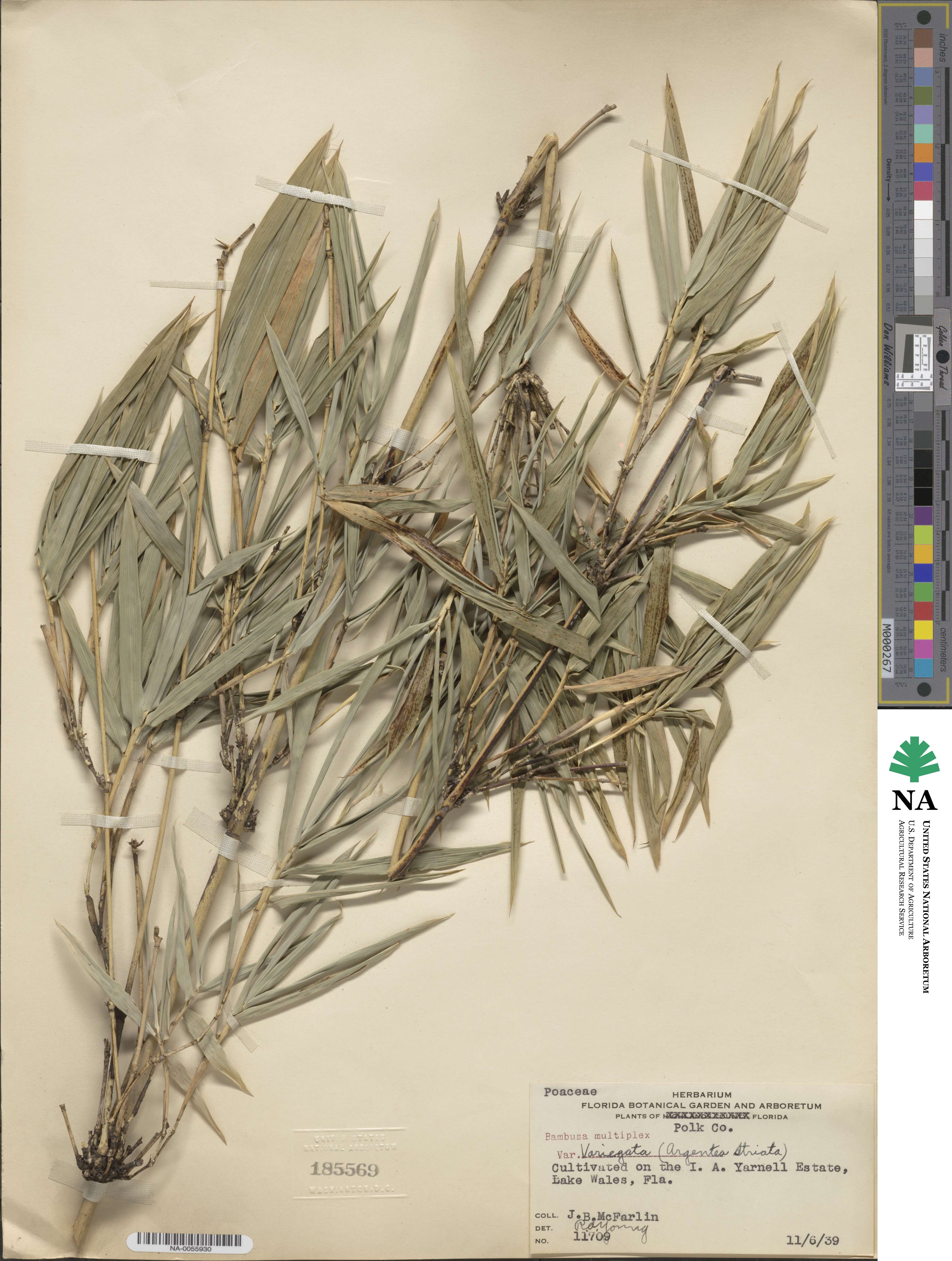 Bambusa multiplex 'Variegata' image