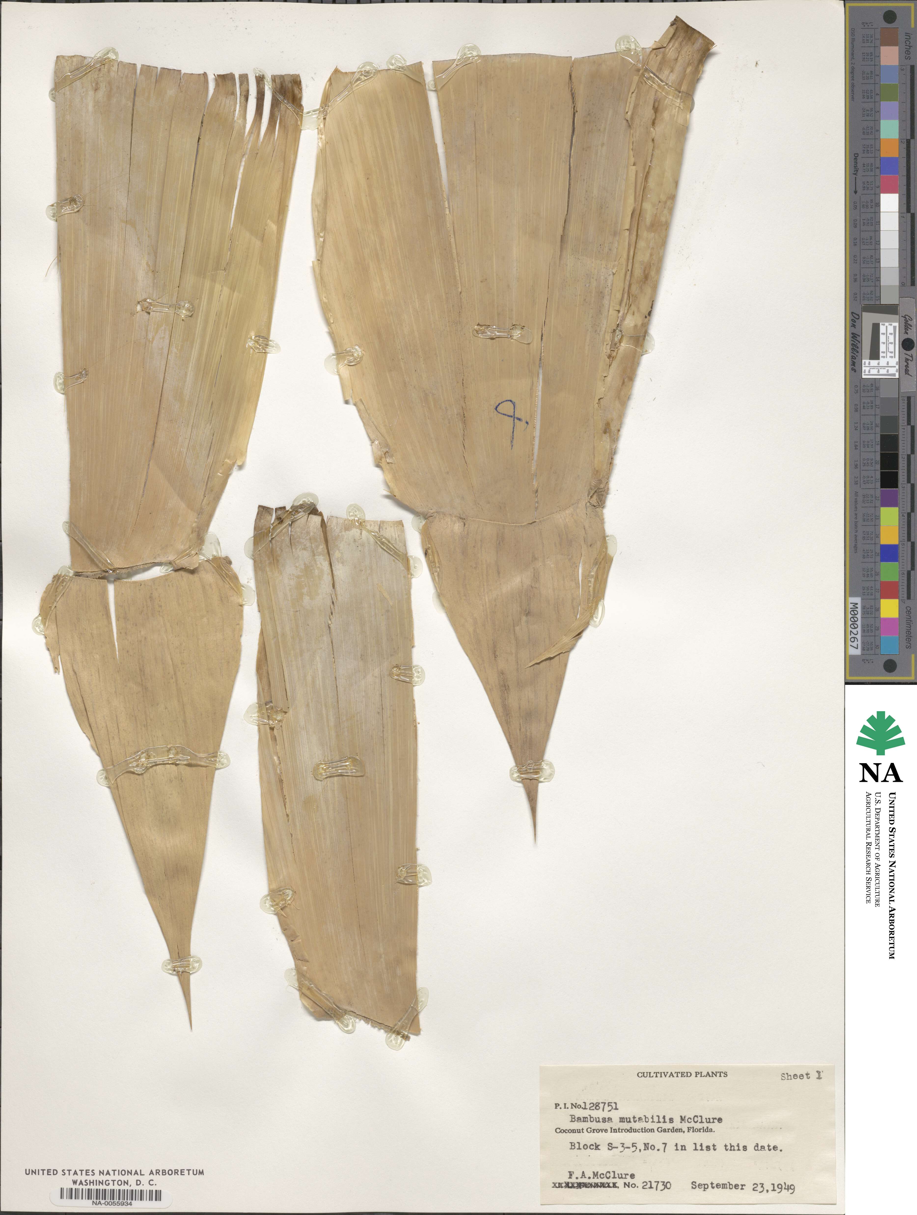 Bambusa mutabilis image
