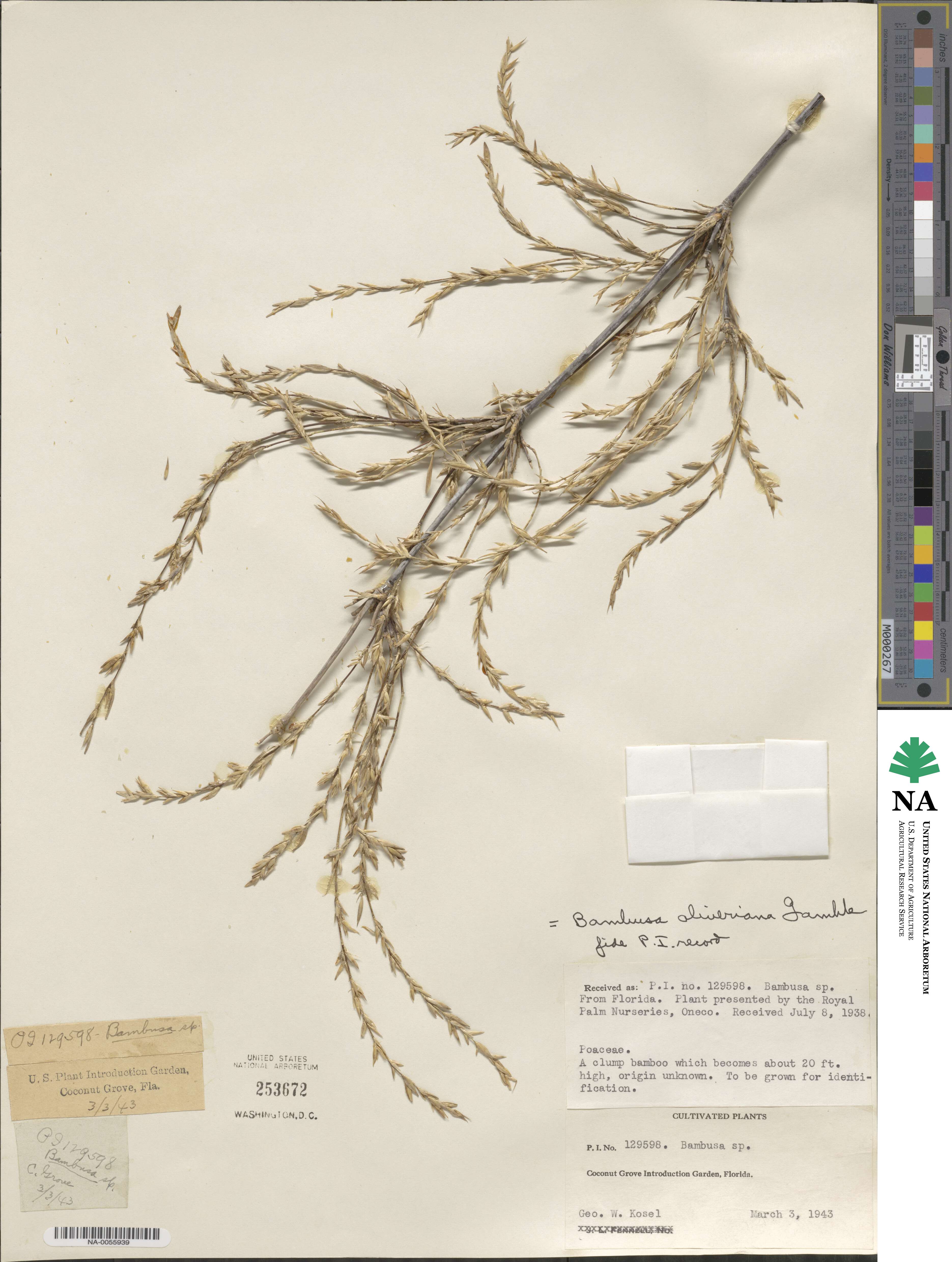 Bambusa oliveriana image