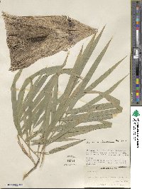 Bambusa oliveriana image