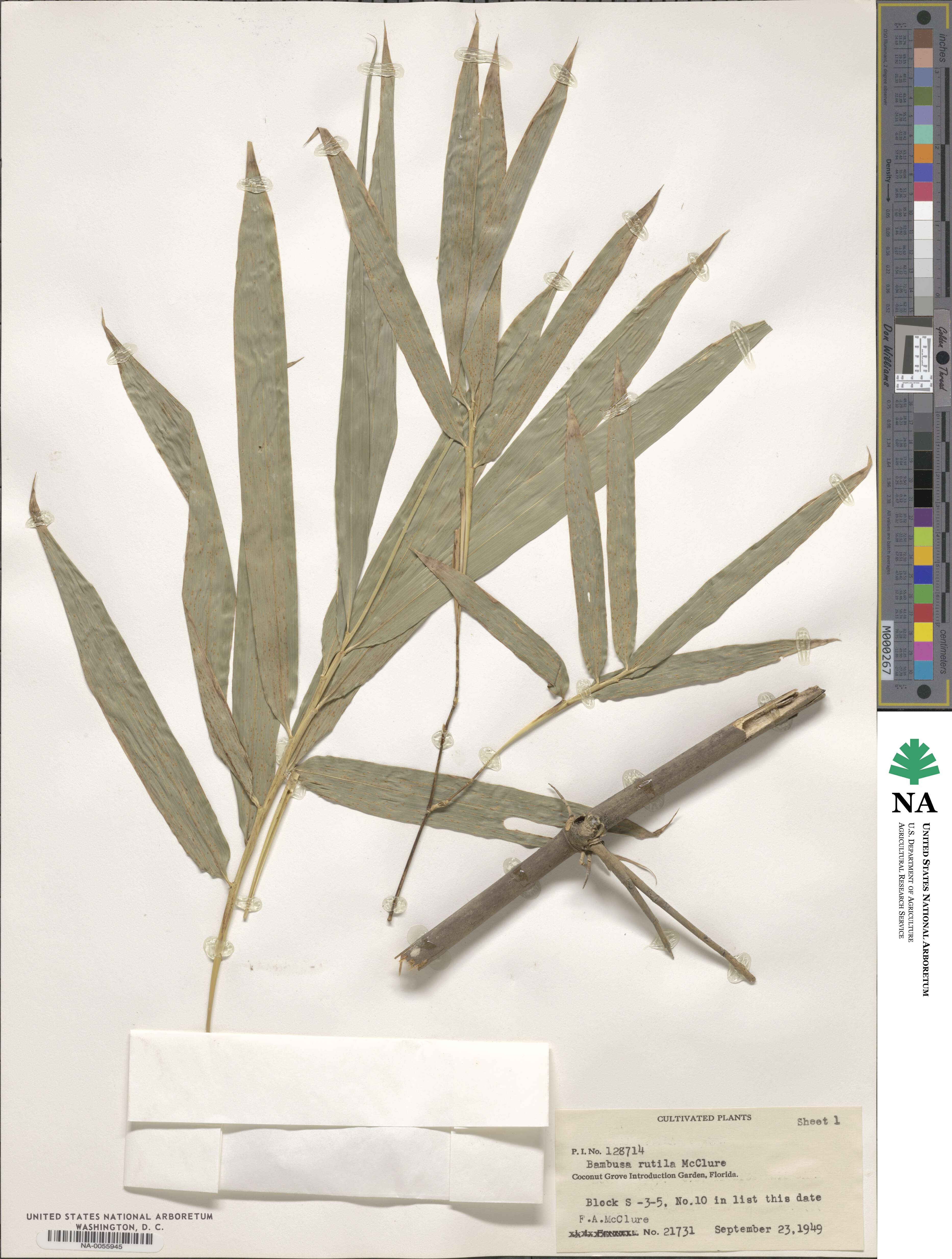Bambusa rutila image