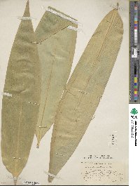 Indocalamus tessellatus image