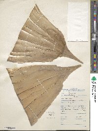 Image of Bambusa textilis