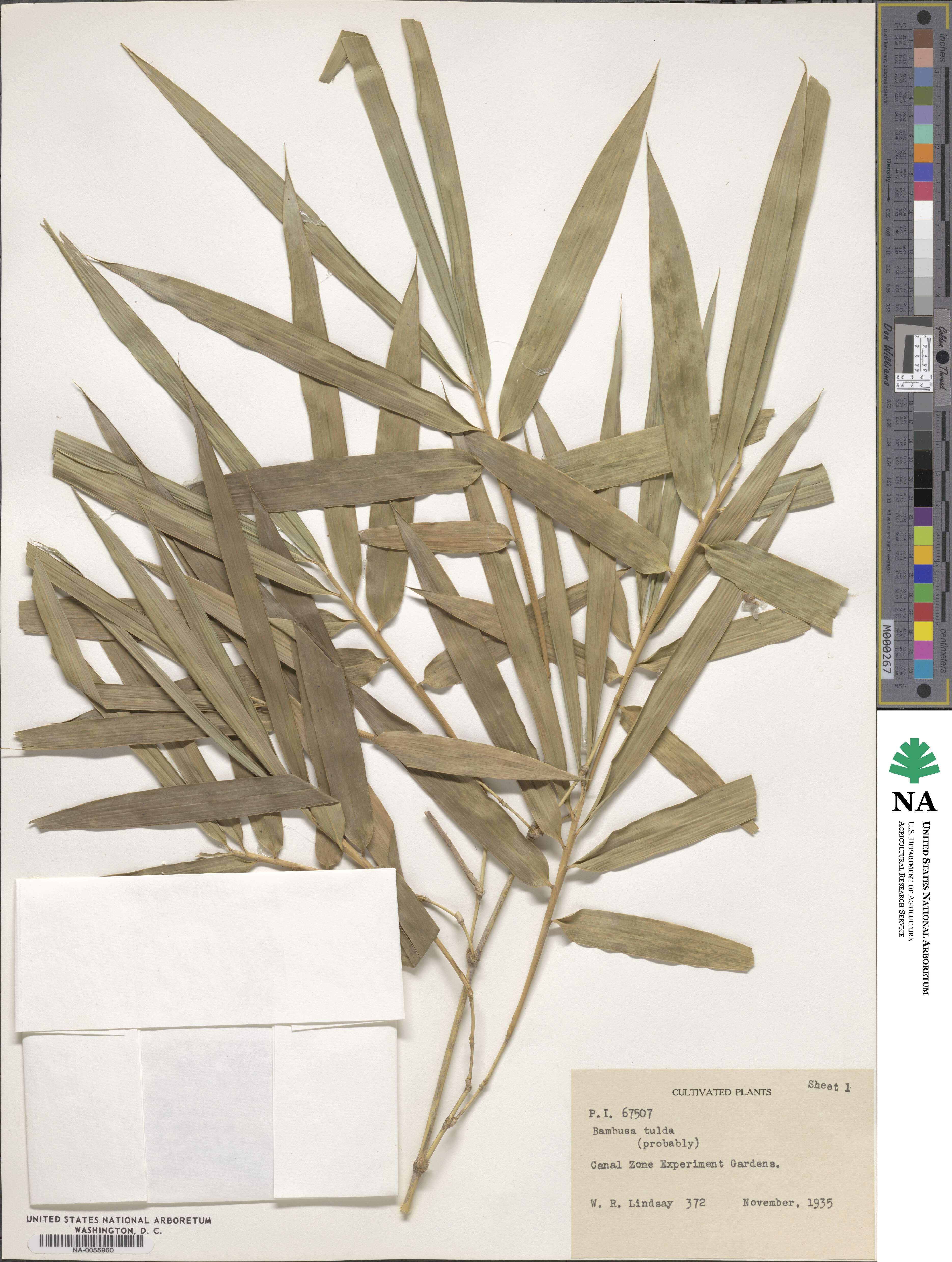Bambusa tulda image