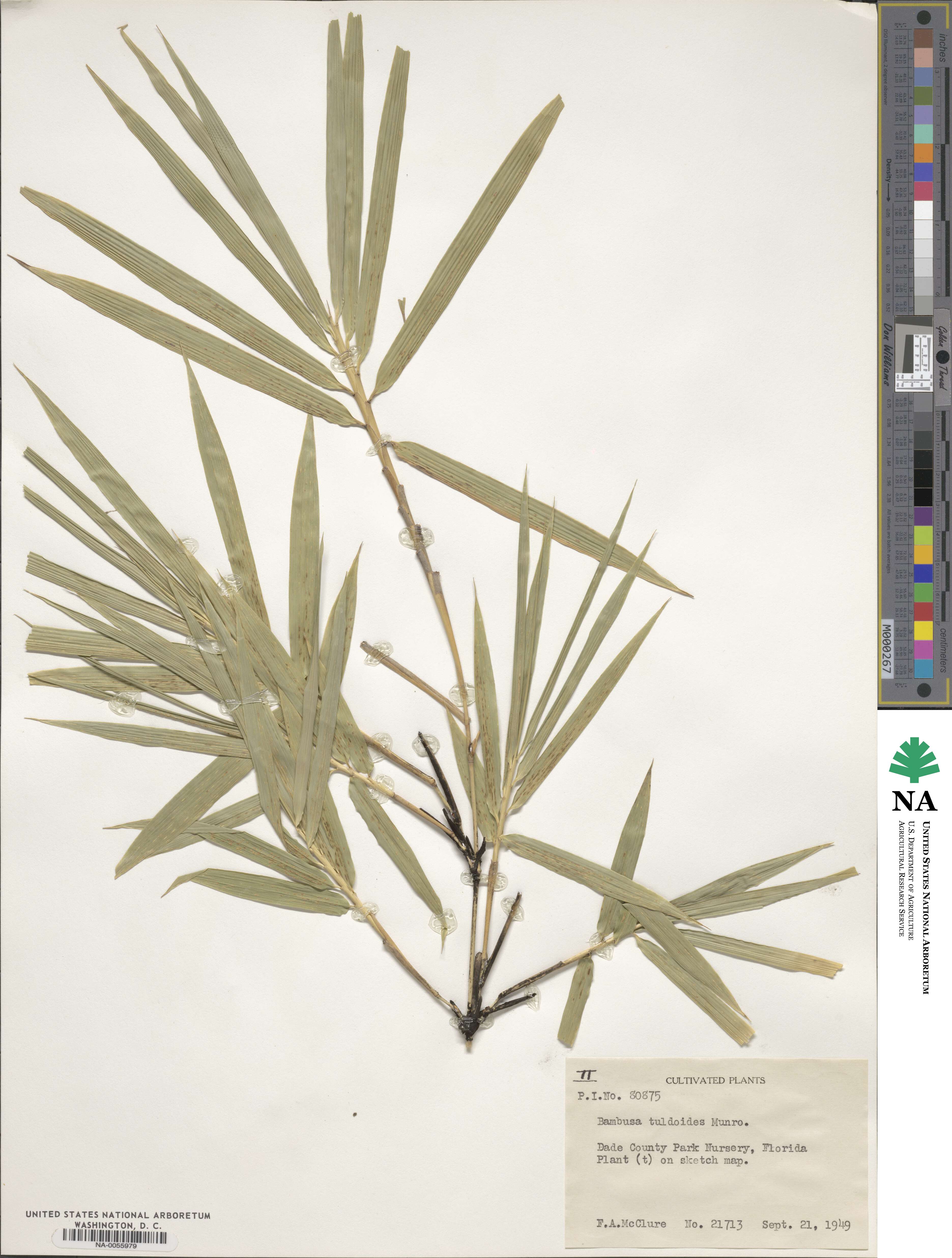 Bambusa tuldoides image