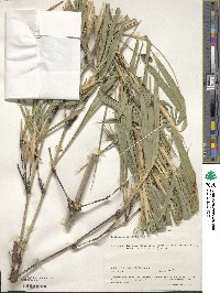 Bambusa tuldoides image