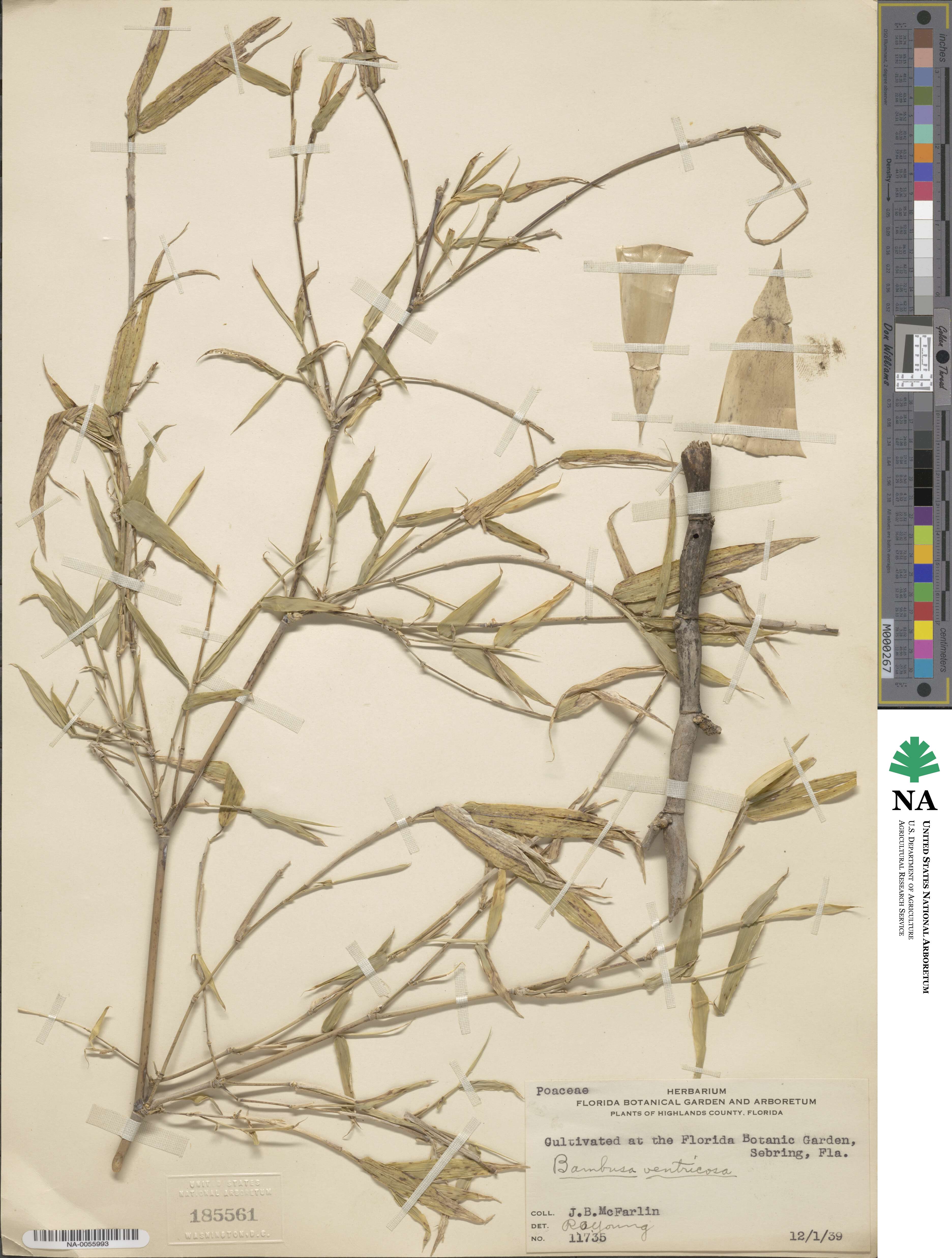 Bambusa ventricosa image