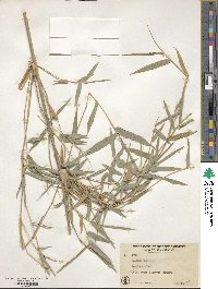 Bambusa vulgaris image