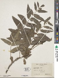 Image of Juglans hindsii