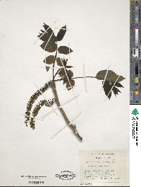 Juglans ailantifolia image