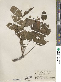 Juglans nigra image