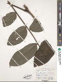 Juglans microcarpa image