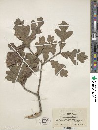 Quercus margarettae image