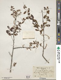 Quercus myrtifolia image