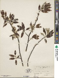 Quercus variabilis image