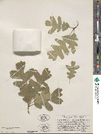 Quercus gambelii image