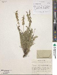 Oxytropis deflexa image