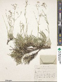 Gypsophila patrinii image