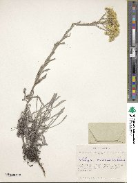 Image of Helichrysum arenarium