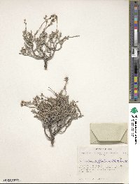 Limonium suffruticosum image