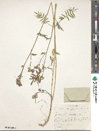 Polemonium caeruleum image