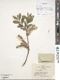 Salix hastata image