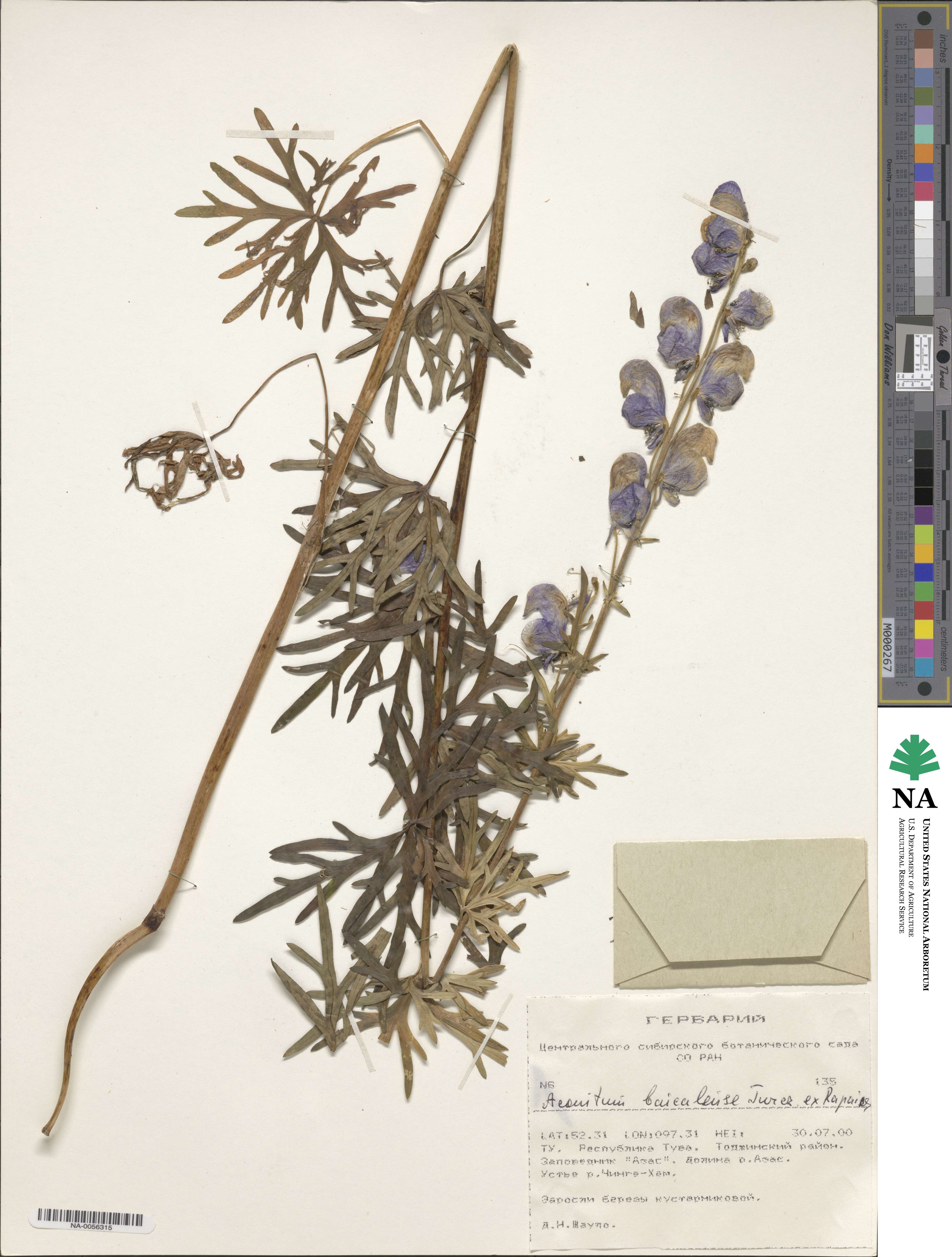 Aconitum ambiguum image