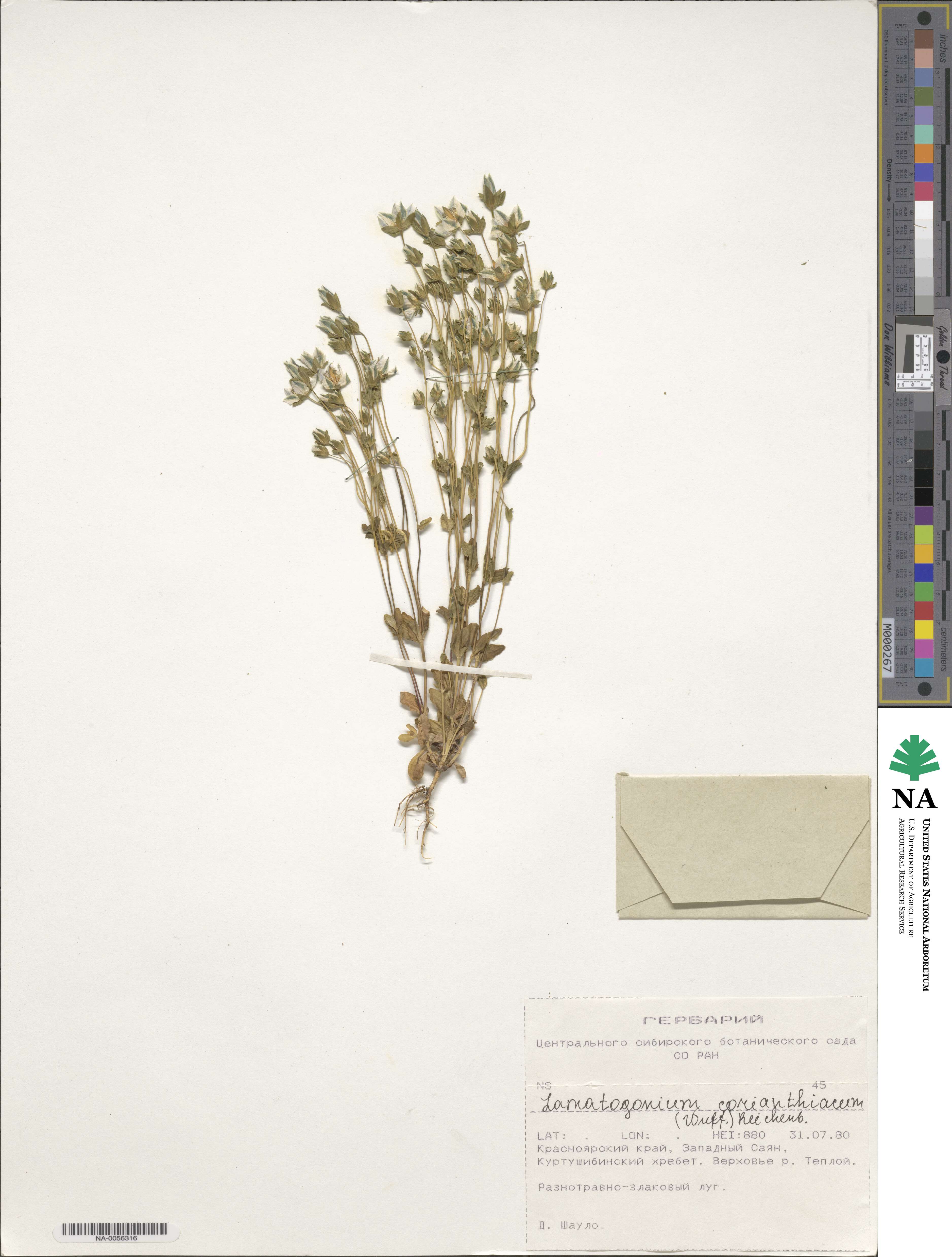 Lomatogonium image