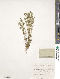 Lomatogonium carinthiacum image