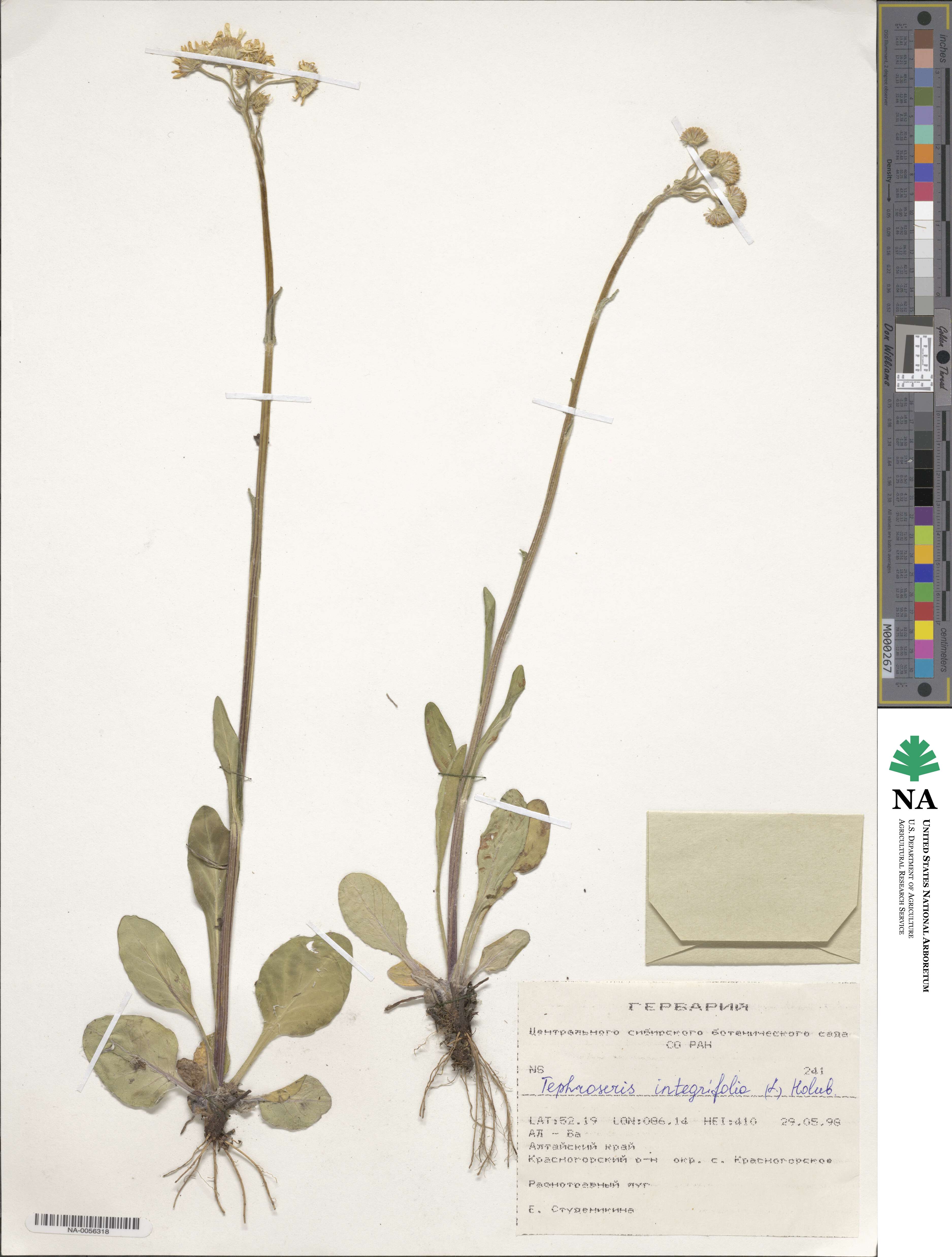 Tephroseris integrifolia image