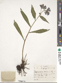 Pulmonaria dacica image