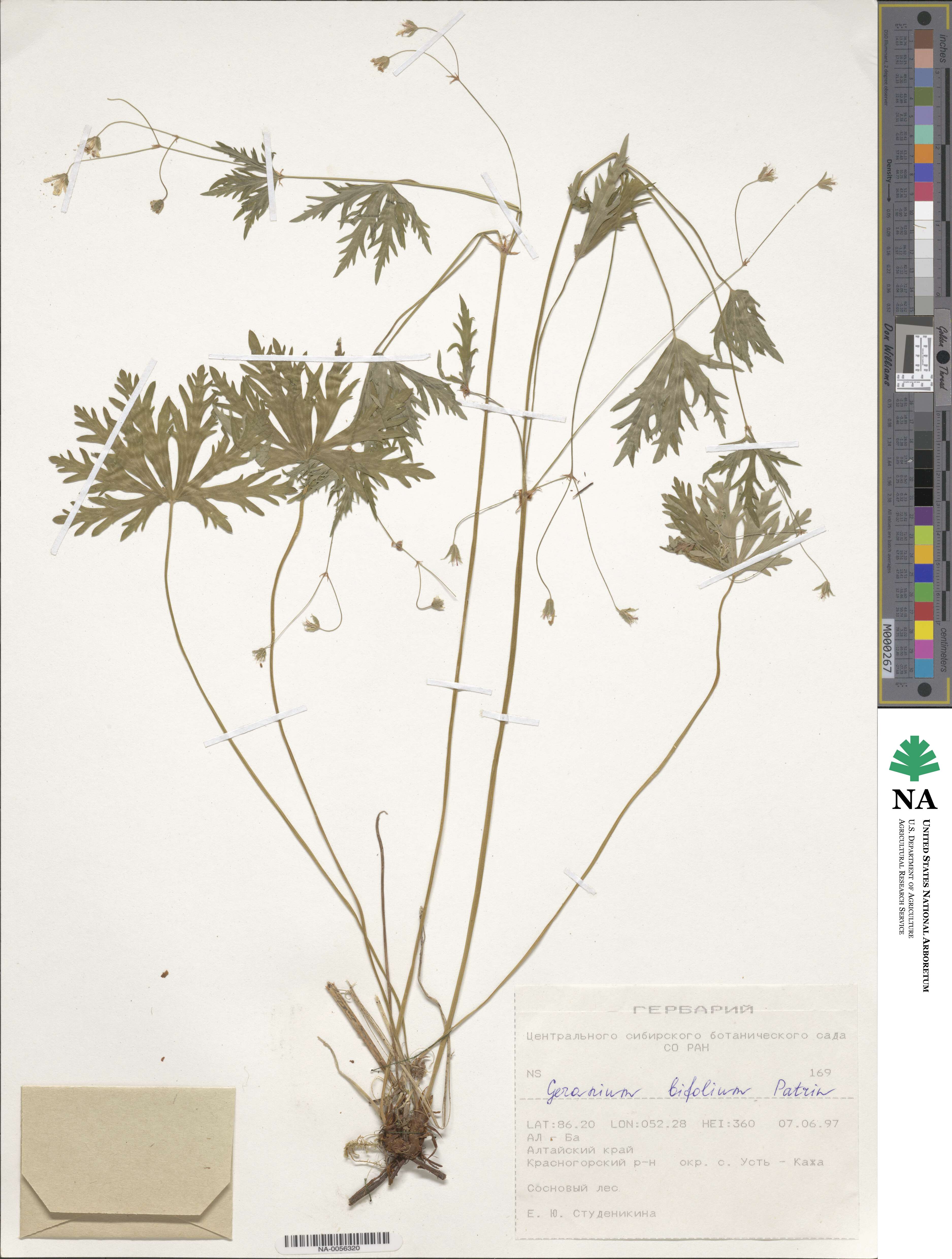 Geranium pseudosibiricum image