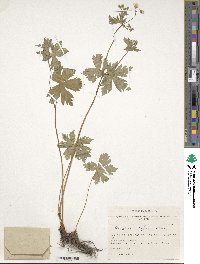 Geranium pratense image