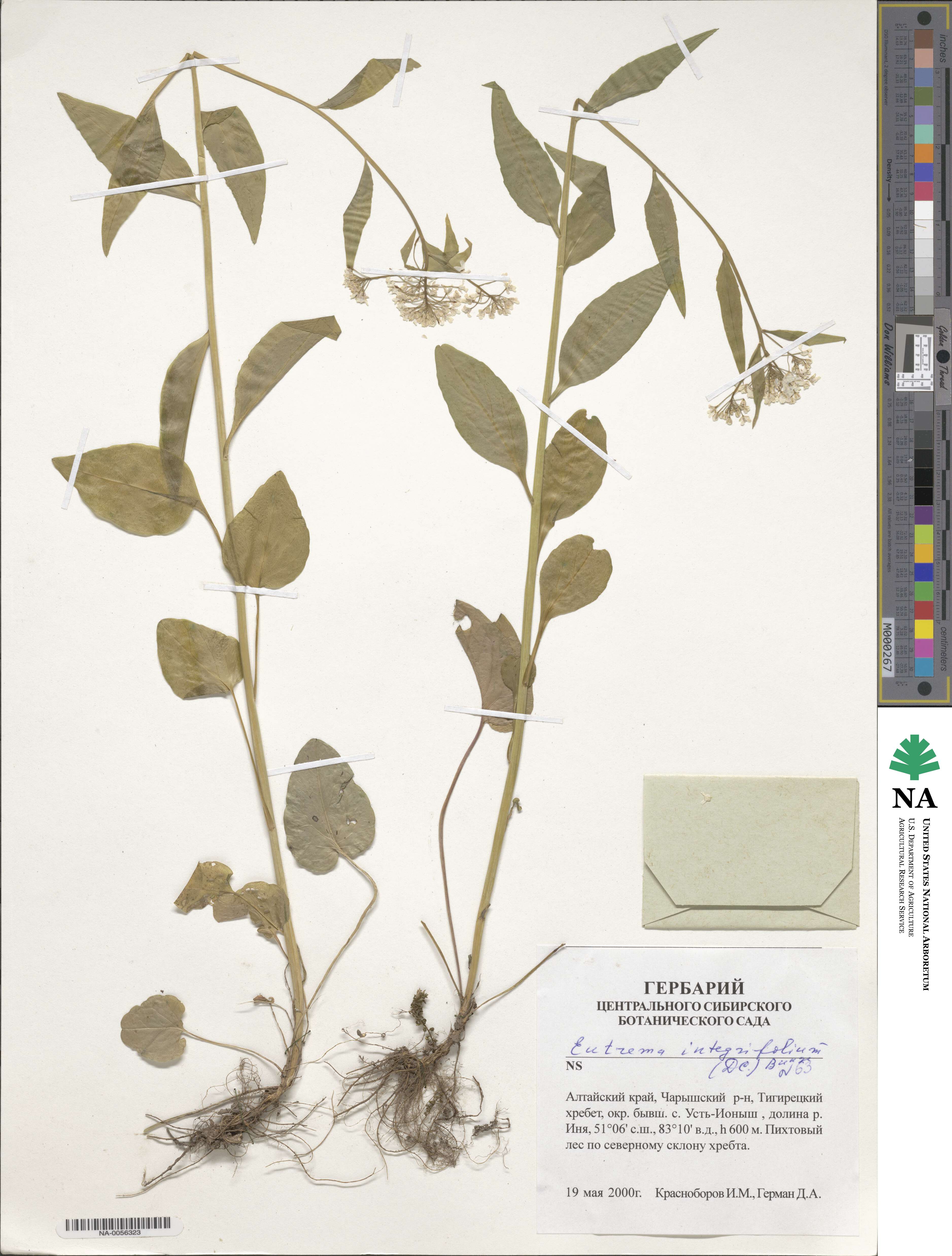 Eutrema integrifolium image